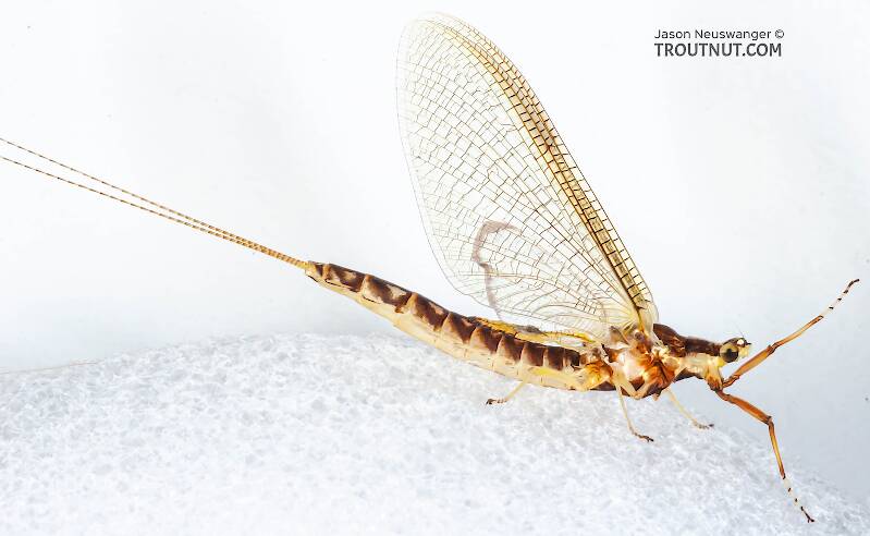 Lateral view of a Female Hexagenia limbata (Ephemeridae) (Hex) Mayfly Spinner from the White River in Wisconsin