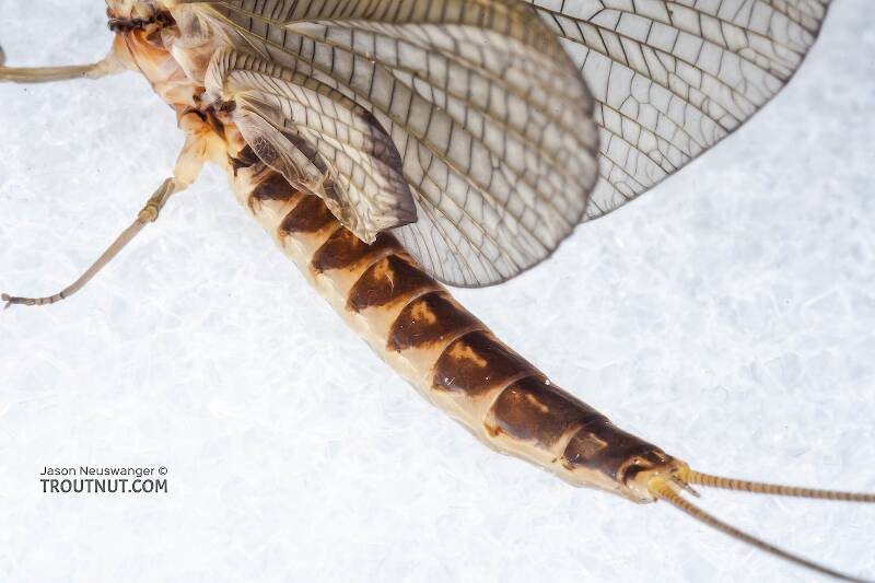 Dorsal view of a Female Hexagenia limbata (Ephemeridae) (Hex) Mayfly Dun from the White River in Wisconsin