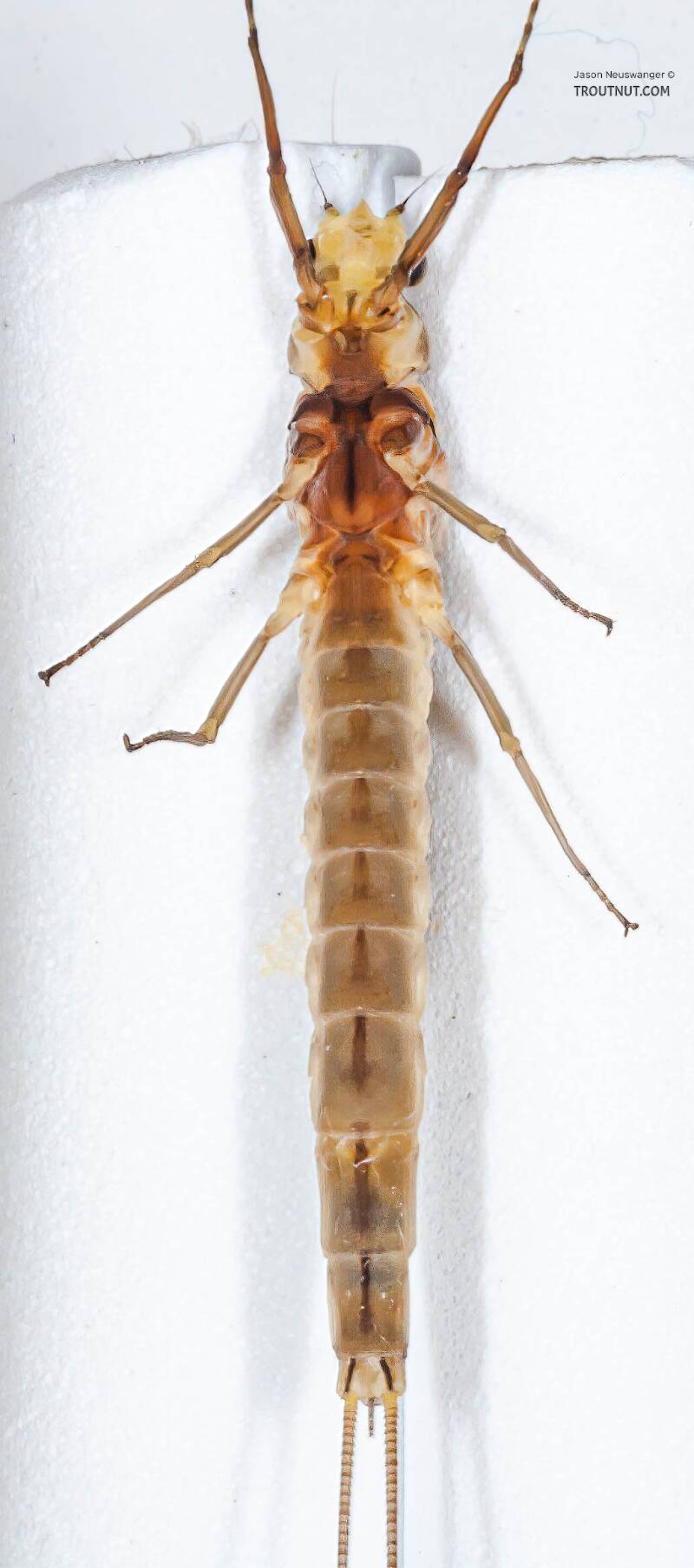 Ventral view of a Female Hexagenia limbata (Ephemeridae) (Hex) Mayfly Dun from the White River in Wisconsin