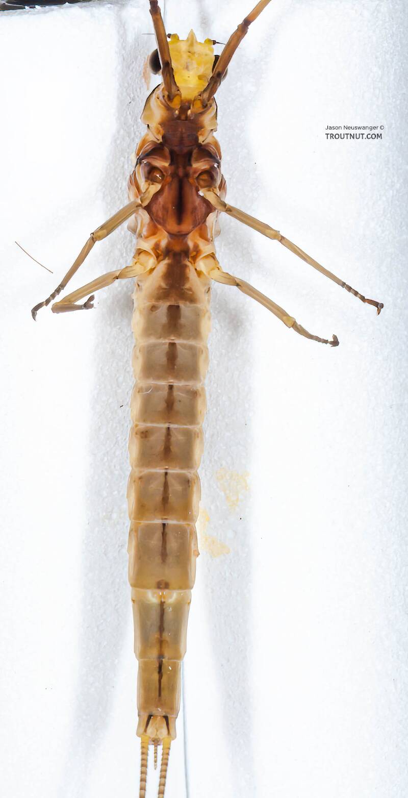 Ventral view of a Female Hexagenia limbata (Ephemeridae) (Hex) Mayfly Dun from the White River in Wisconsin
