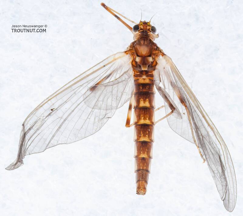 Dorsal view of a Female Heptageniidae (March Browns, Cahills, Quill Gordons) Mayfly Dun from the Long Lake Branch of the White River in Wisconsin