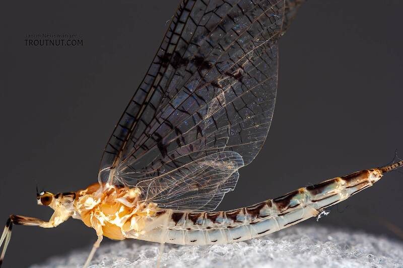 Lateral view of a Female Ephemera varia (Ephemeridae) (Yellow Drake) Mayfly Spinner from Cayuta Creek in New York