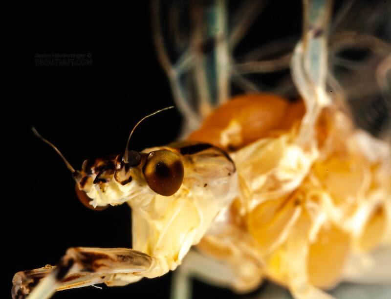Female Ephemera varia (Ephemeridae) (Yellow Drake) Mayfly Spinner from Cayuta Creek in New York