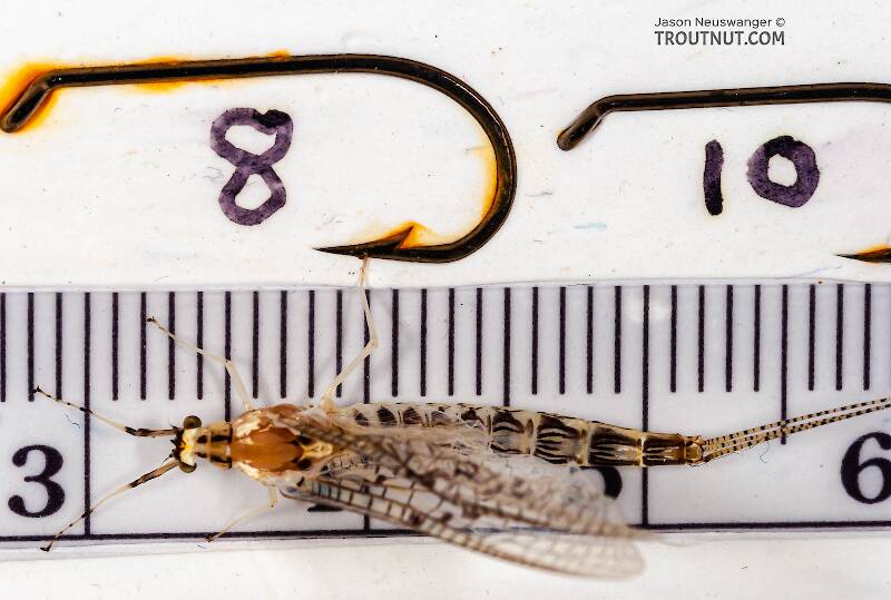 Ruler view of a Female Ephemera varia (Ephemeridae) (Yellow Drake) Mayfly Spinner from Cayuta Creek in New York The smallest ruler marks are 1 mm.