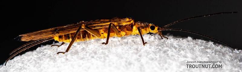 Lateral view of a Isoperla (Perlodidae) (Stripetails and Yellow Stones) Stonefly Adult from Cayuta Creek in New York