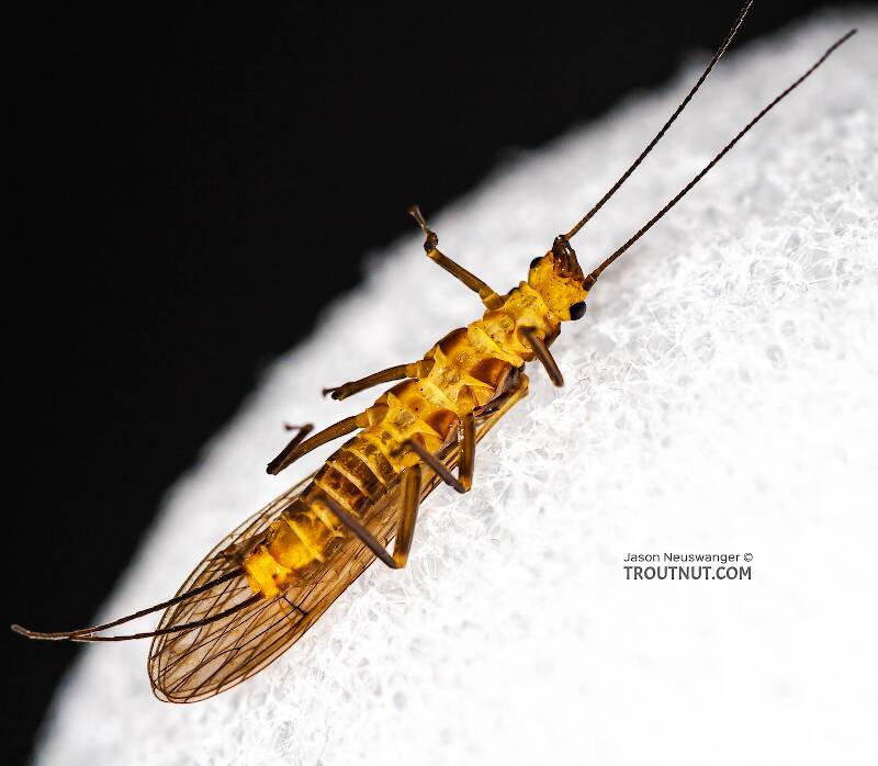 Ventral view of a Isoperla (Perlodidae) (Stripetails and Yellow Stones) Stonefly Adult from Cayuta Creek in New York