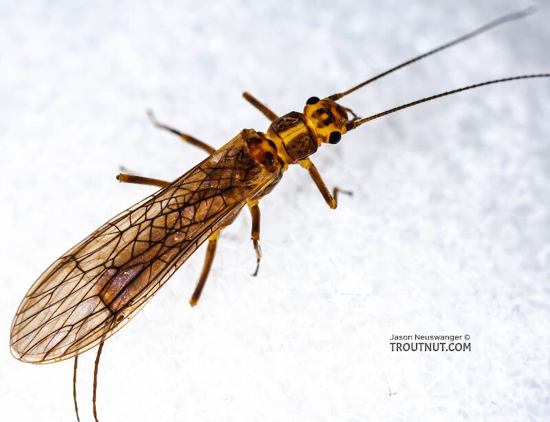 Dorsal view of a Isoperla (Perlodidae) (Stripetails and Yellow Stones) Stonefly Adult from Cayuta Creek in New York