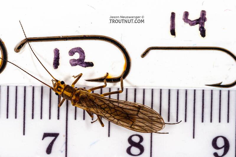 Ruler view of a Isoperla (Perlodidae) (Stripetails and Yellow Stones) Stonefly Adult from Cayuta Creek in New York The smallest ruler marks are 1 mm.