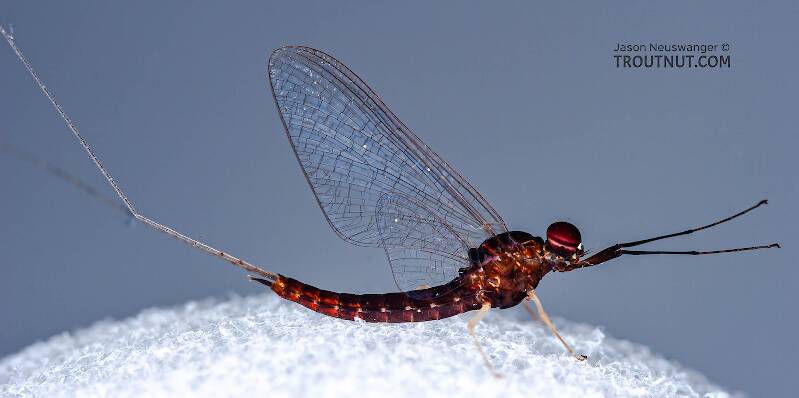 Lateral view of a Male Isonychia bicolor (Isonychiidae) (Mahogany Dun) Mayfly Spinner from the West Branch of Owego Creek in New York