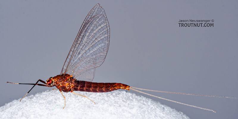 Lateral view of a Female Isonychia bicolor (Isonychiidae) (Mahogany Dun) Mayfly Spinner from the West Branch of Owego Creek in New York