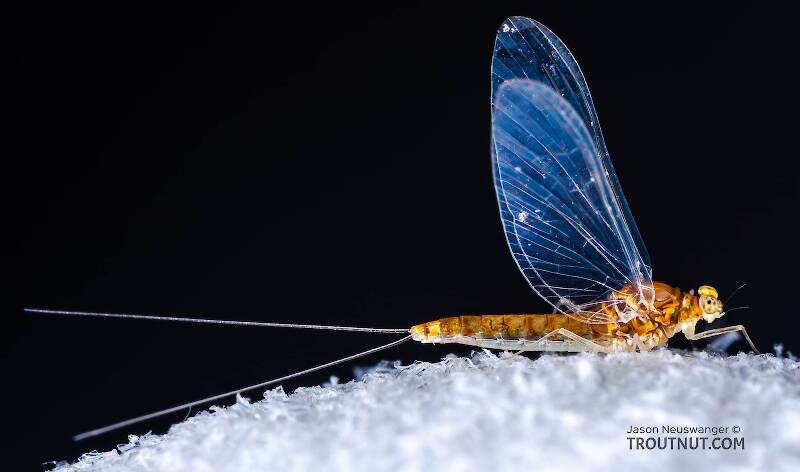 Lateral view of a Female Baetidae (Blue-Winged Olive) Mayfly Spinner from the West Branch of Owego Creek in New York