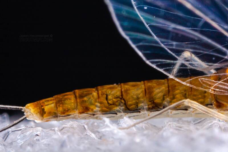 Female Baetidae (Blue-Winged Olive) Mayfly Spinner from the West Branch of Owego Creek in New York