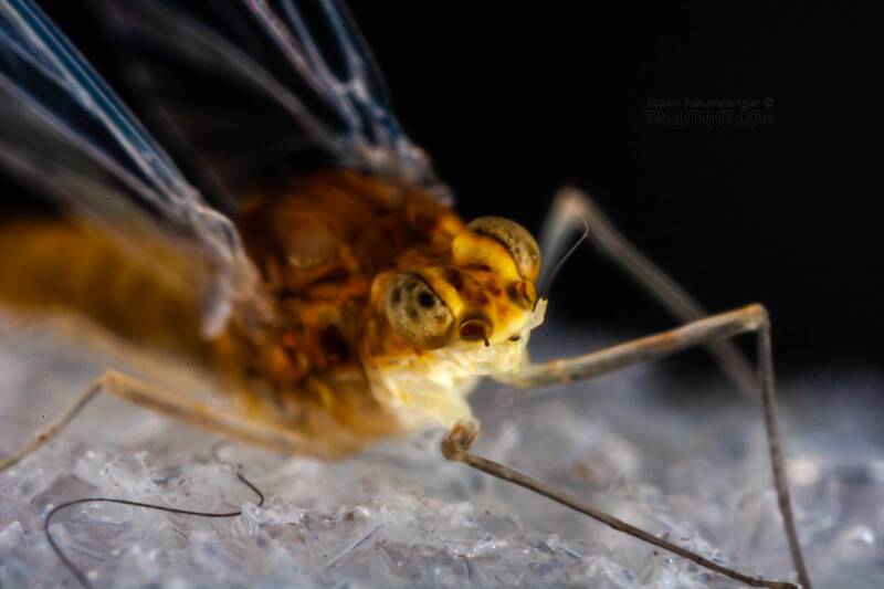 Female Baetidae (Blue-Winged Olive) Mayfly Spinner from the West Branch of Owego Creek in New York