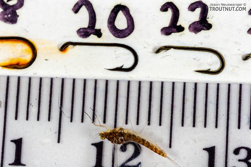 Ruler view of a Female Baetidae (Blue-Winged Olive) Mayfly Spinner from the West Branch of Owego Creek in New York The smallest ruler marks are 1 mm.
