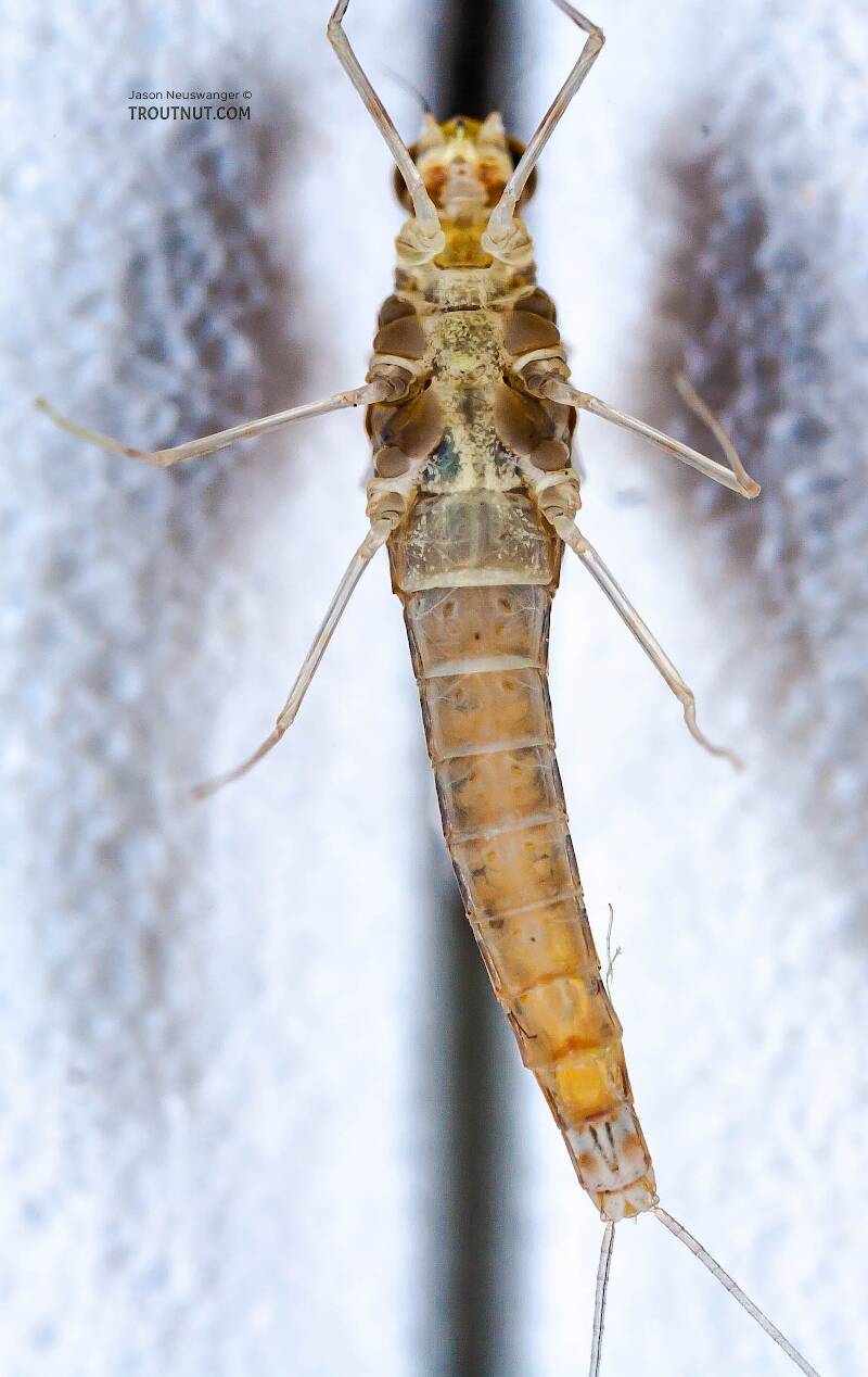 Ventral view of a Female Baetidae (Blue-Winged Olive) Mayfly Spinner from the West Branch of Owego Creek in New York