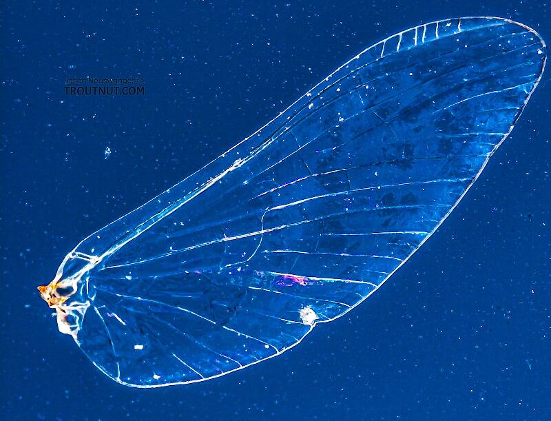 This false-color image of the clear wings shows all the veins.

Female Baetidae (Blue-Winged Olive) Mayfly Spinner from the West Branch of Owego Creek in New York