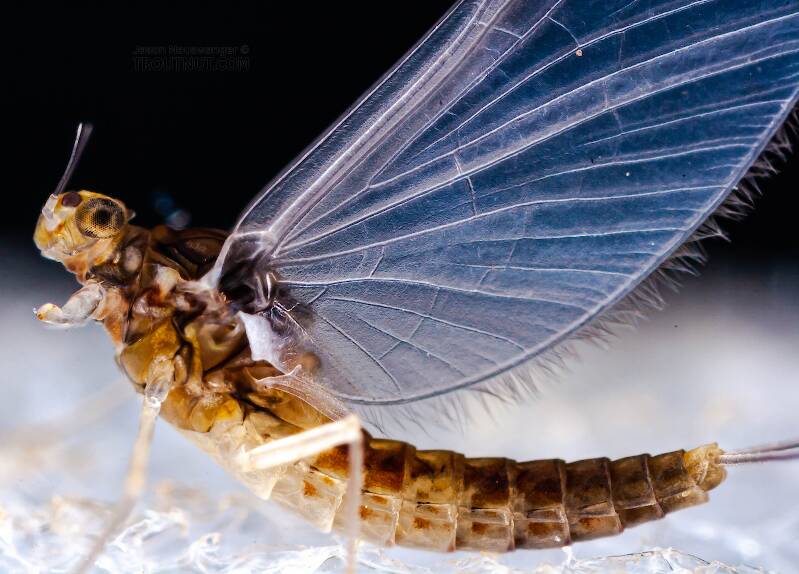 Female Baetidae (Blue-Winged Olive) Mayfly Dun from the West Branch of Owego Creek in New York