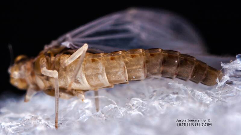 Ventral view of a Female Baetidae (Blue-Winged Olive) Mayfly Dun from the West Branch of Owego Creek in New York