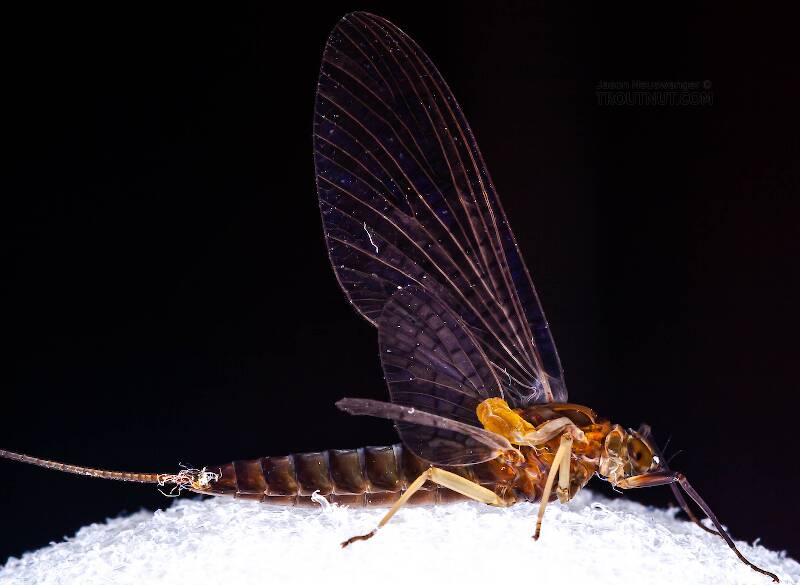 Lateral view of a Female Isonychia bicolor (Isonychiidae) (Mahogany Dun) Mayfly Dun from the West Branch of Owego Creek in New York