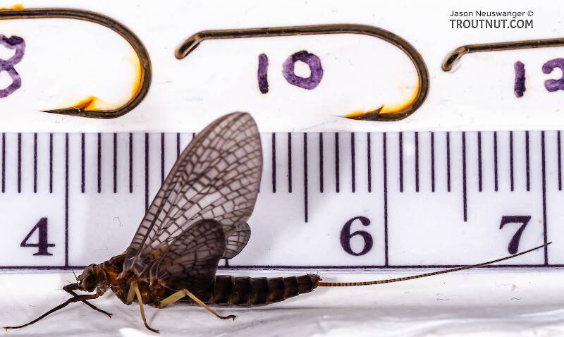 Ruler view of a Female Isonychia bicolor (Isonychiidae) (Mahogany Dun) Mayfly Dun from the West Branch of Owego Creek in New York The smallest ruler marks are 1 mm.