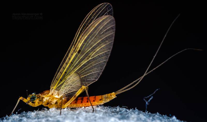 Lateral view of a Female Stenacron interpunctatum (Heptageniidae) (Light Cahill) Mayfly Dun from the West Branch of Owego Creek in New York