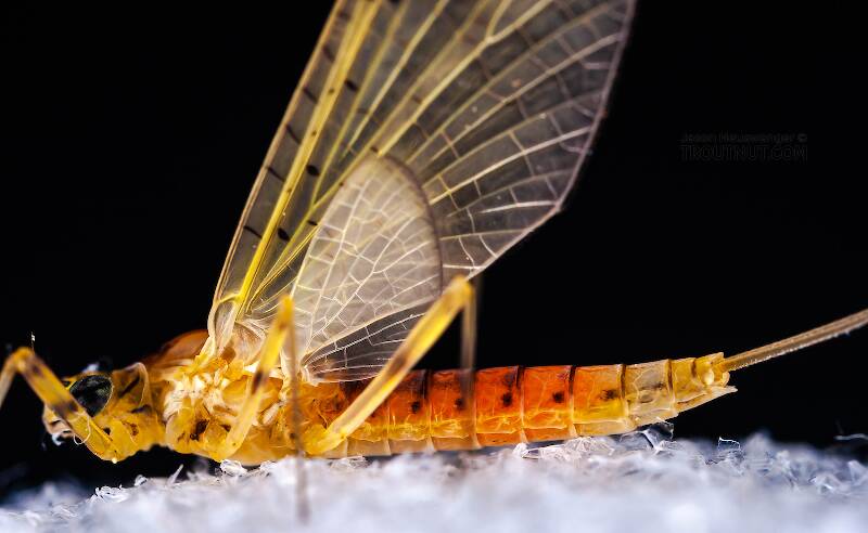 Female Stenacron interpunctatum (Heptageniidae) (Light Cahill) Mayfly Dun from the West Branch of Owego Creek in New York