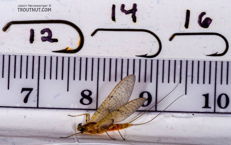 Ruler view of a Female Stenacron interpunctatum (Heptageniidae) (Light Cahill) Mayfly Dun from the West Branch of Owego Creek in New York The smallest ruler marks are 1 mm.