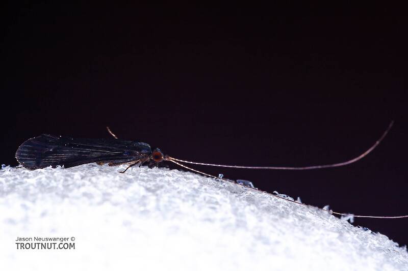 Black as night!

Lateral view of a Male Mystacides sepulchralis (Leptoceridae) (Black Dancer) Caddisfly Adult from the West Branch of Owego Creek in New York