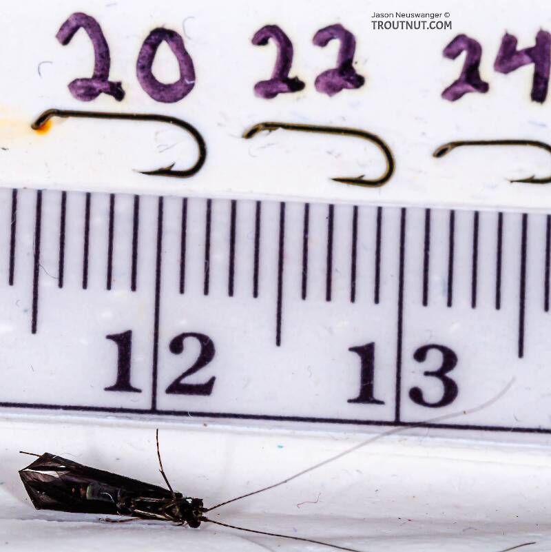 Ruler view of a Male Mystacides sepulchralis (Leptoceridae) (Black Dancer) Caddisfly Adult from the West Branch of Owego Creek in New York The smallest ruler marks are 1 mm.
