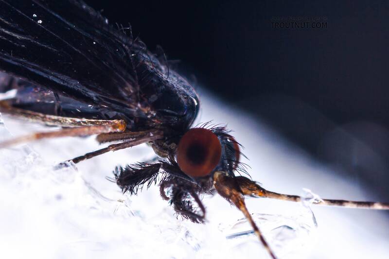 Male Mystacides sepulchralis (Leptoceridae) (Black Dancer) Caddisfly Adult from the West Branch of Owego Creek in New York