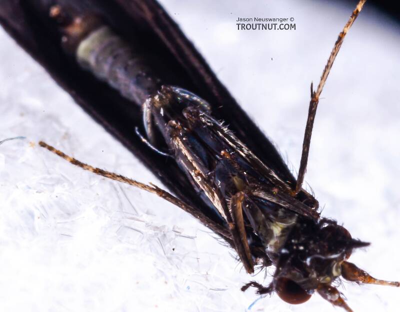 Male Mystacides sepulchralis (Leptoceridae) (Black Dancer) Caddisfly Adult from the West Branch of Owego Creek in New York