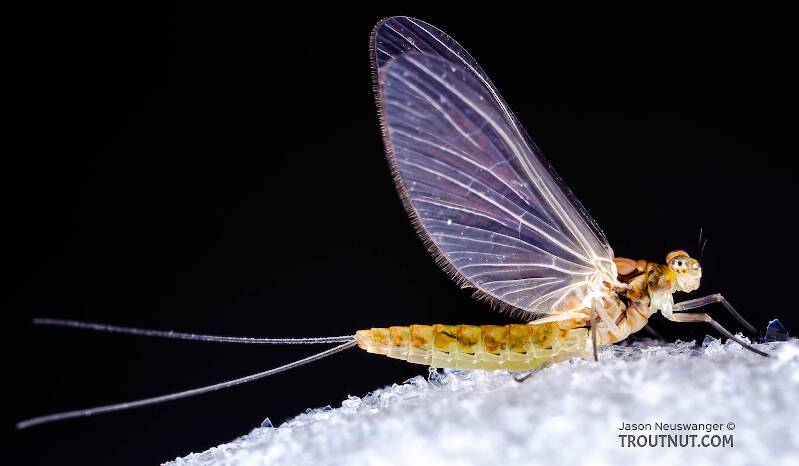 Lateral view of a Female Procloeon (Baetidae) (Tiny Sulphur Dun) Mayfly Dun from Enfield Creek in New York