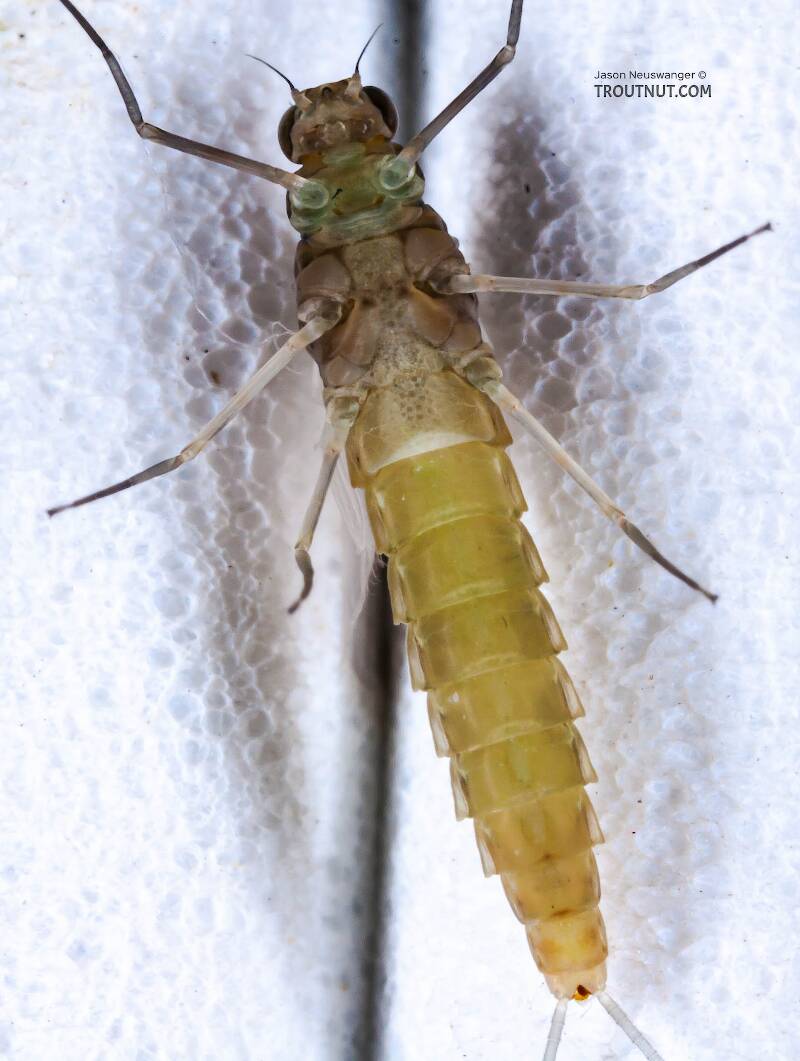 Ventral view of a Female Procloeon (Baetidae) (Tiny Sulphur Dun) Mayfly Dun from Enfield Creek in New York