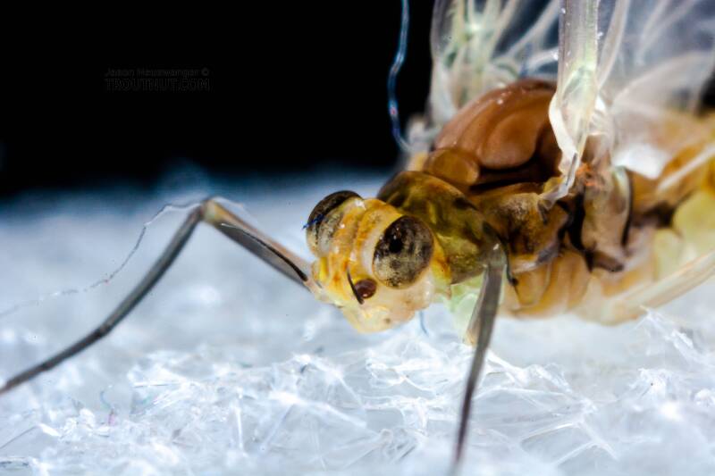 Female Procloeon (Baetidae) (Tiny Sulphur Dun) Mayfly Dun from Enfield Creek in New York