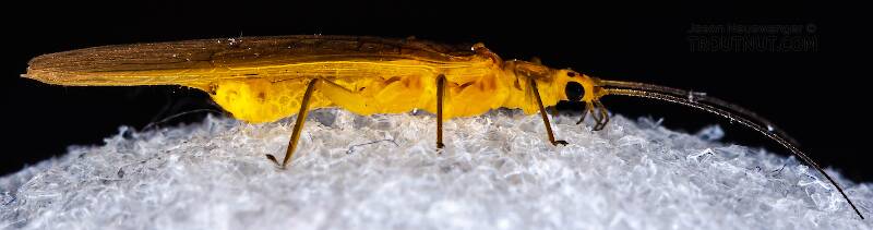 Lateral view of a Female Perlesta (Perlidae) (Golden Stone) Stonefly Adult from Enfield Creek in New York