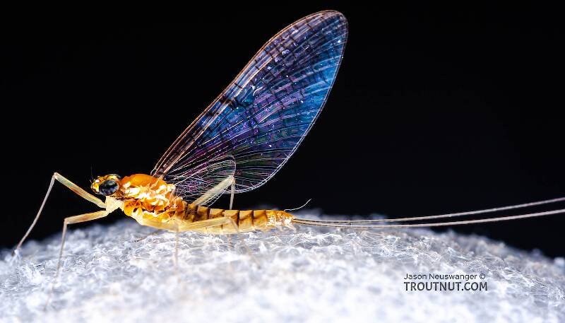 Lateral view of a Female Leucrocuta hebe (Heptageniidae) (Little Yellow Quill) Mayfly Spinner from Willowemoc Creek in New York