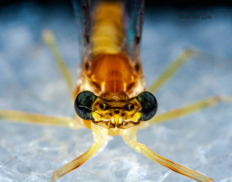 Female Leucrocuta hebe (Heptageniidae) (Little Yellow Quill) Mayfly Spinner from Willowemoc Creek in New York
