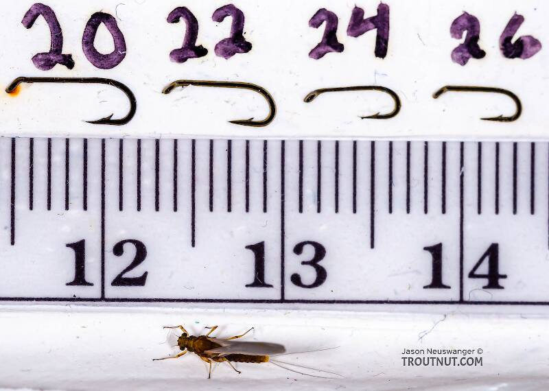 Ruler view of a Female Attenella margarita (Ephemerellidae) (Little Western Blue-Winged Olive) Mayfly Dun from Willowemoc Creek in New York The smallest ruler marks are 1 mm.