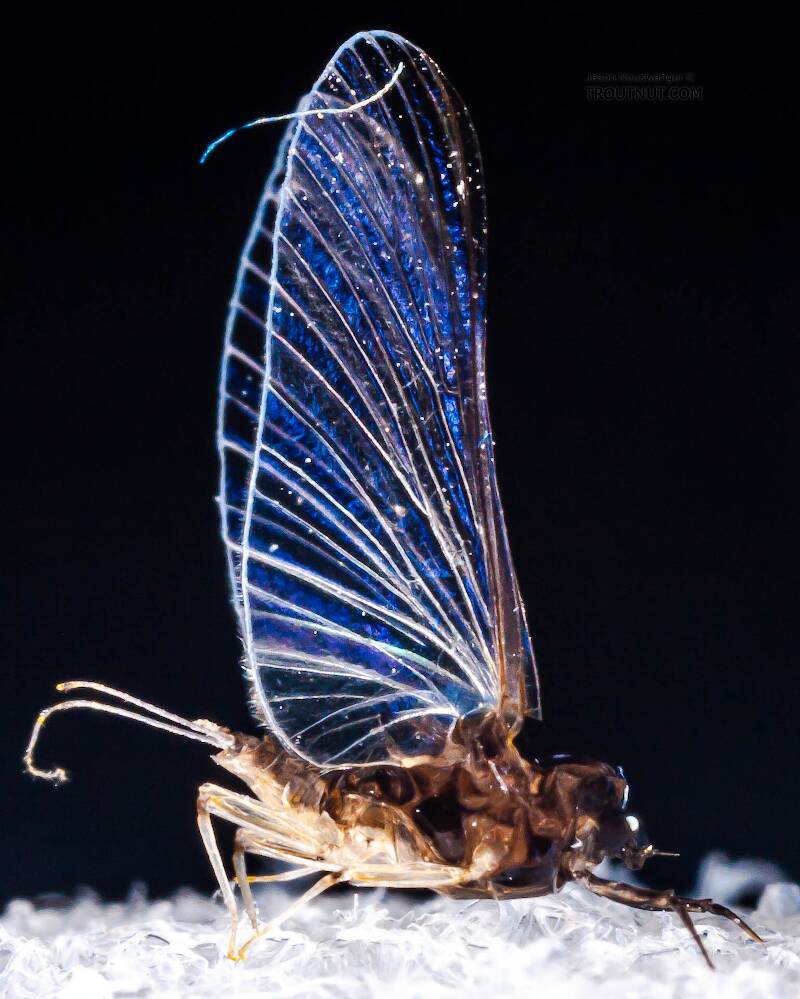Lateral view of a Female Tricorythodes (Leptohyphidae) (Trico) Mayfly Spinner from the Neversink River in New York