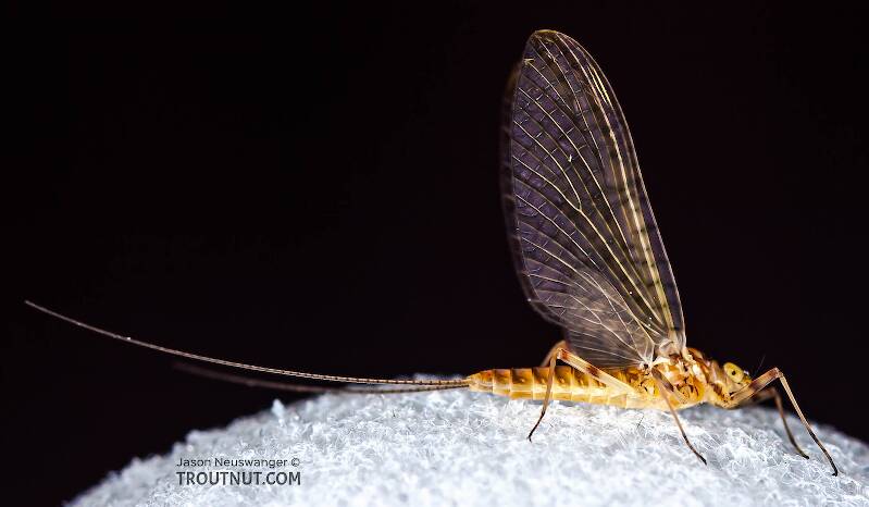 Lateral view of a Female Stenonema (Heptageniidae) (March Browns and Cahills) Mayfly Dun from the Neversink River in New York