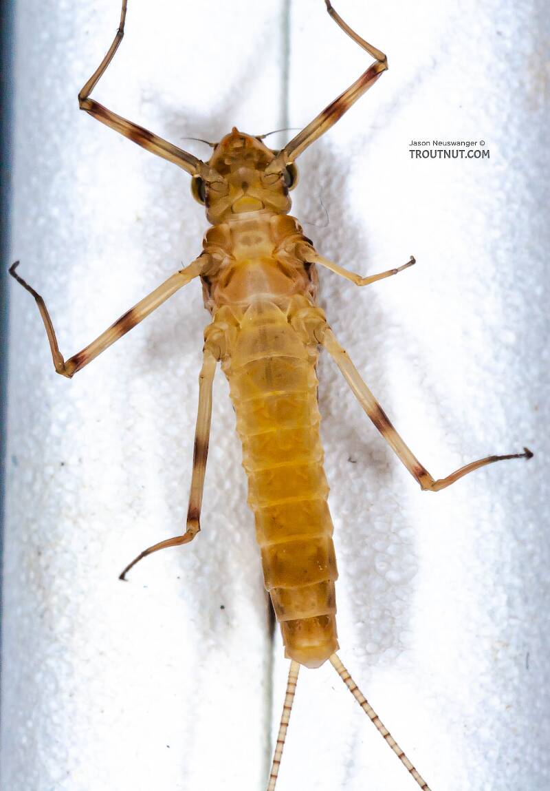 Ventral view of a Female Stenonema (Heptageniidae) (March Browns and Cahills) Mayfly Dun from the Neversink River in New York