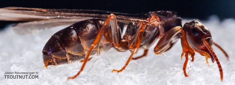 Lateral view of a Formicidae (Ant) Insect Adult from the Neversink River in New York
