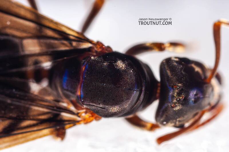 Formicidae (Ant) Insect Adult from the Neversink River in New York