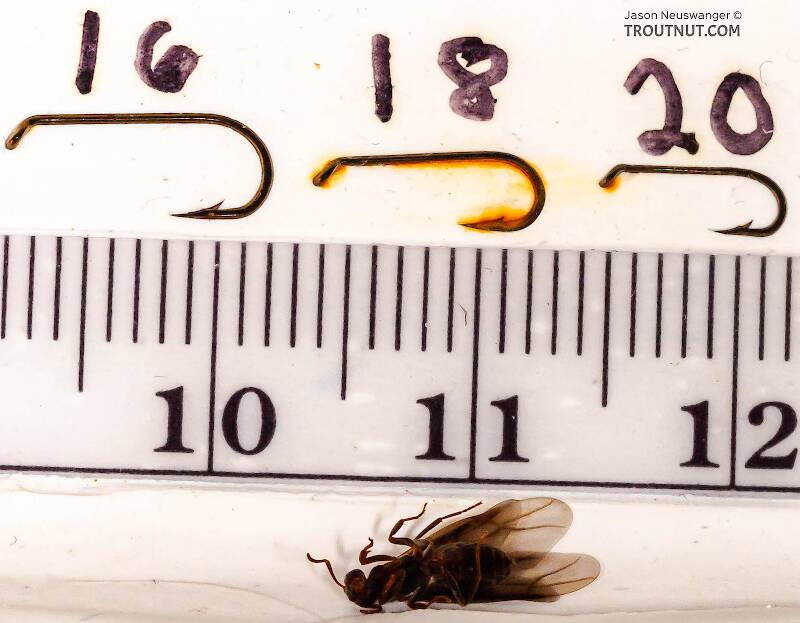 Ruler view of a Formicidae (Ant) Insect Adult from the Neversink River in New York The smallest ruler marks are 1 mm.