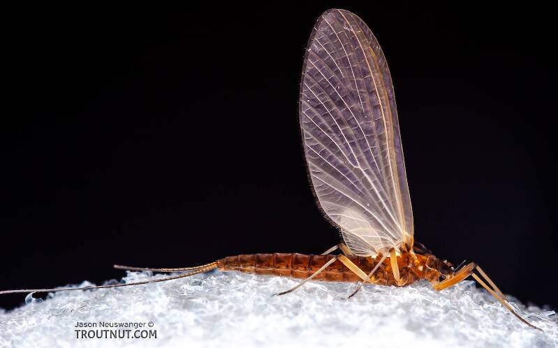 Lateral view of a Female Neoleptophlebia (Leptophlebiidae) Mayfly Dun from the Neversink River in New York