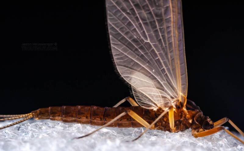 Female Neoleptophlebia (Leptophlebiidae) Mayfly Dun from the Neversink River in New York