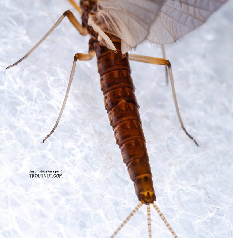 Dorsal view of a Female Neoleptophlebia (Leptophlebiidae) Mayfly Dun from the Neversink River in New York