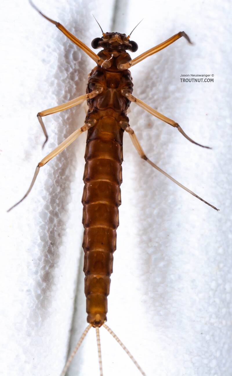 Ventral view of a Female Neoleptophlebia (Leptophlebiidae) Mayfly Dun from the Neversink River in New York