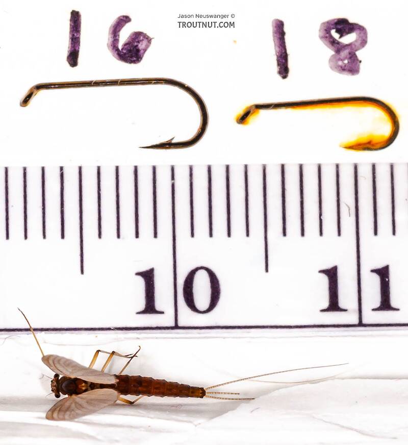 Ruler view of a Female Neoleptophlebia (Leptophlebiidae) Mayfly Dun from the Neversink River in New York The smallest ruler marks are 1 mm.