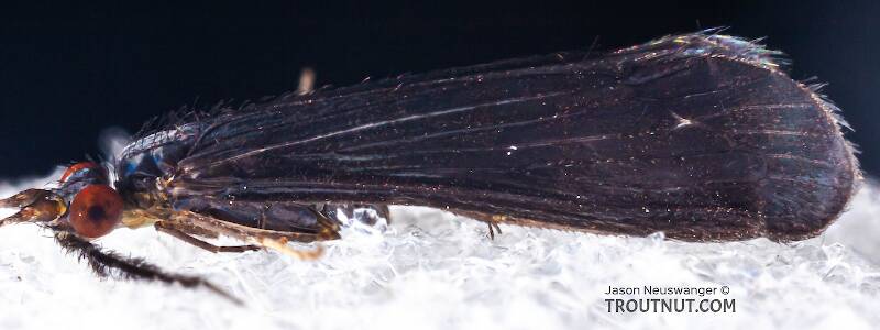 Lateral view of a Mystacides sepulchralis (Leptoceridae) (Black Dancer) Caddisfly Adult from the Neversink River in New York